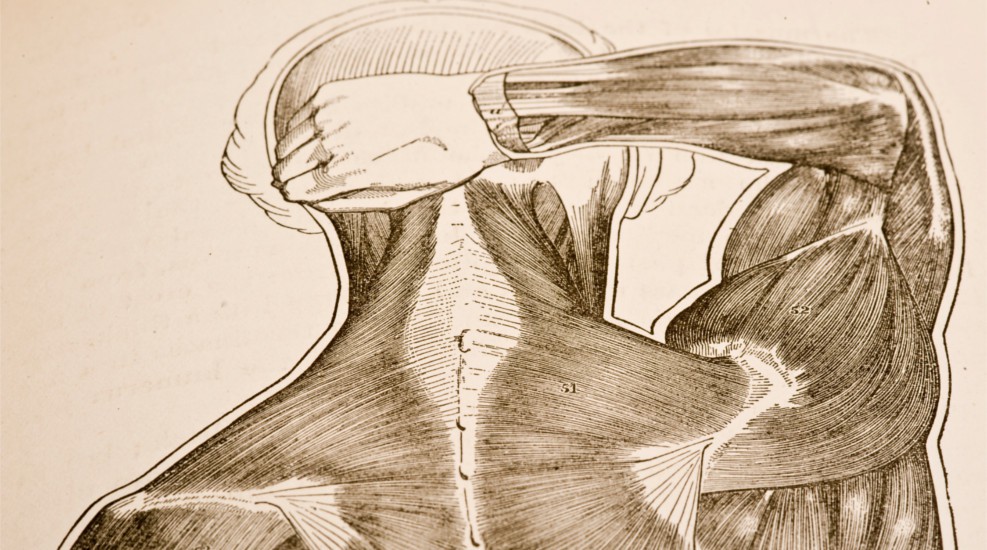 Über die Schultermuskulatur